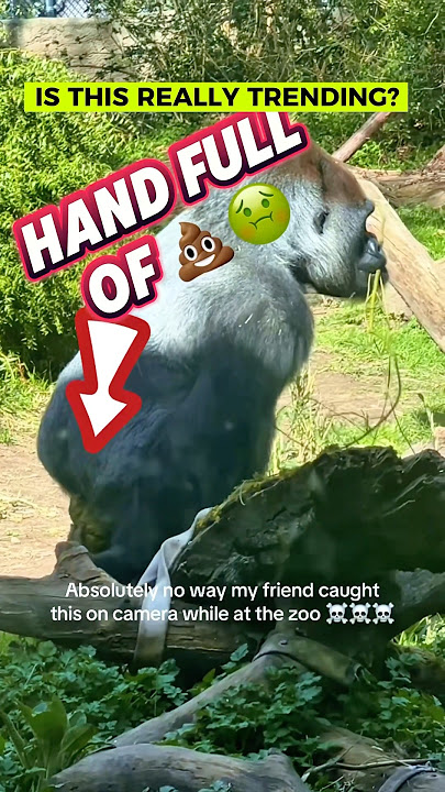 Gorila yang Luar Biasa Memakan Kotorannya Sendiri untuk Mendapatkan Nutrisi! 🦍💩 #MindBlown @g0ldf13h