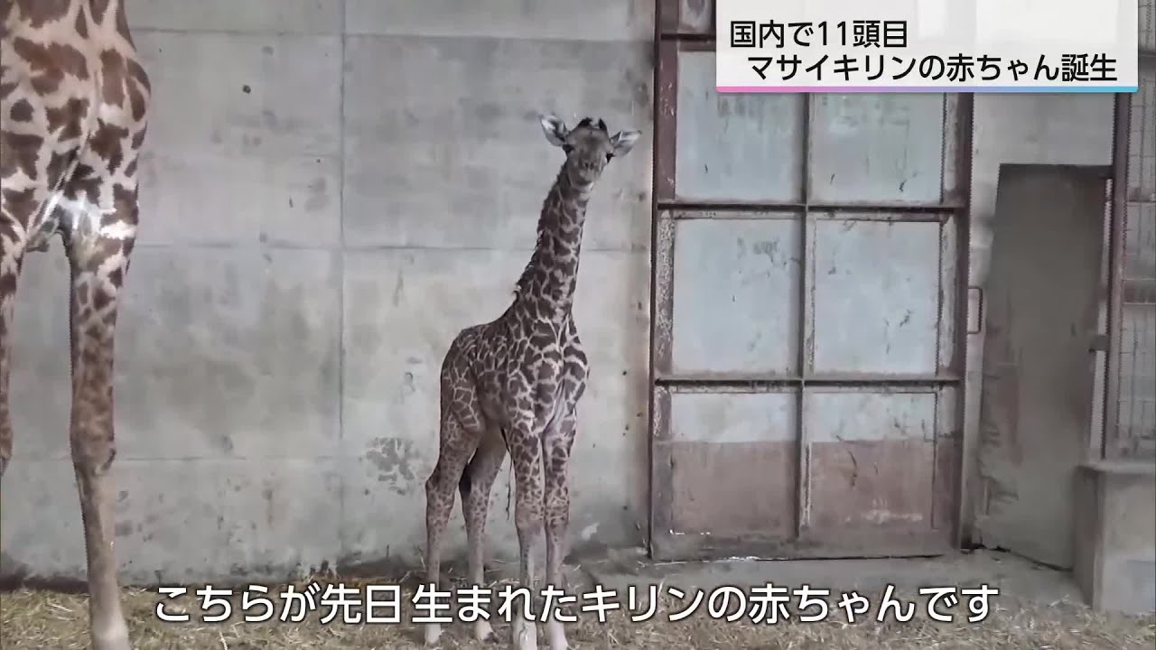 国内11頭目 希少なマサイキリンの赤ちゃん誕生 「小さい時のキリンを見