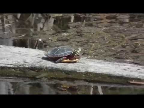 Sunbathing Turtles