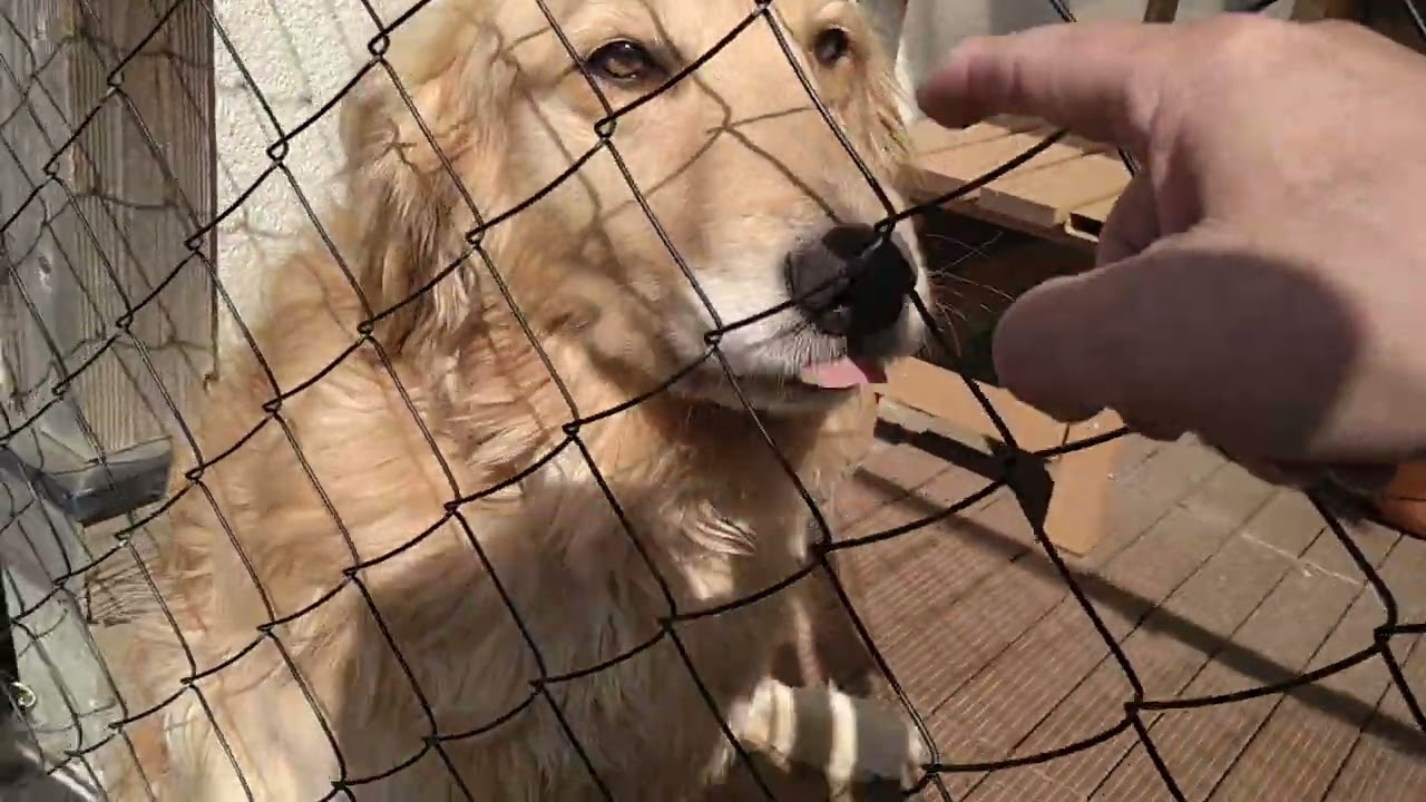 2026・3月1日・岩手県一関市・蘇民男「ゴールデンレトリバー」・蘇民祭「長徳寺」