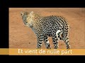 Capture de la vidéo Le Léopard 🐆 Comptine Inspirée Du Poème De Robert Desnos