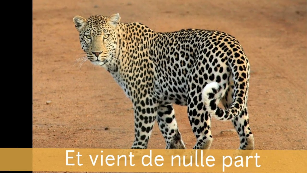Le léopard 🐆 le poème de Robert Desnos en chanson