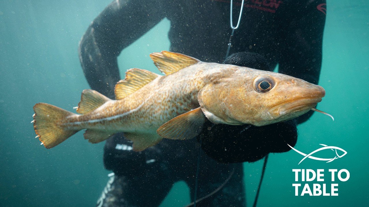 Spearfishing For UK Cod | Hole Hunting