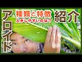 【観葉植物】魅惑のアロイド　ざっくり紹介　モンステラ・アンスリウムなど