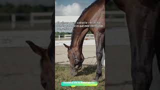 ‼️POR QUÉ RELINCHA MI CABALLO⁉️ EL SIGNIFICADO DEL RELINCHO DE UN CABALLO🐴 video #short