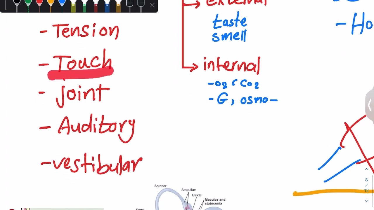 2- Sensory receptors, Sensory transduction (part 1)