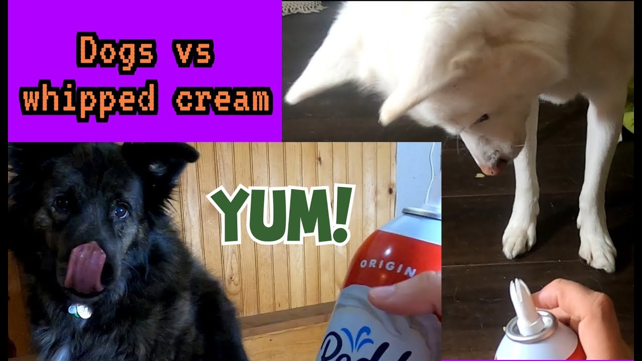 Dogs Vs Whipped Cream YouTube