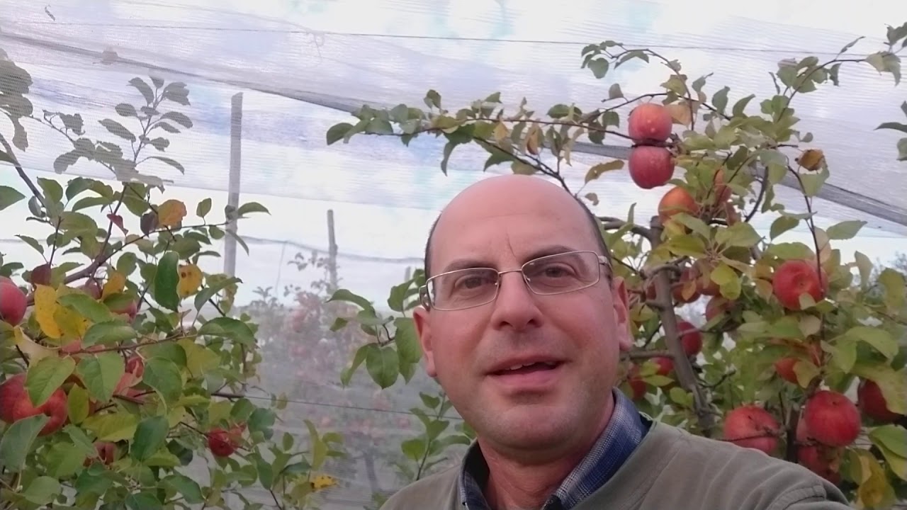 #fuji #apples #variety  Fuji : pianta, caratteristiche del frutto
