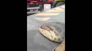 Die größte Schlange der Welt