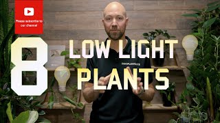 8 Plants that handles low light well