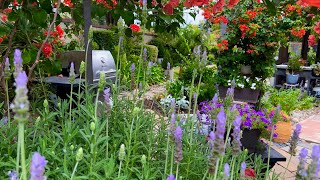 🍂 The Most Beautiful Fall Backyard Garden! 🌼🍁 | Relaxing Garden Inspiration for garden lovers 