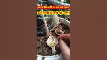 1 सितंबर मासिक शिवरात्रि का उपाय लक्ष्मी के लिए #baba #shorts #upay #pradeepmishra #viralvideo #yt