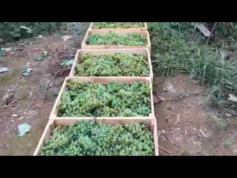 რთველი ნატანებში