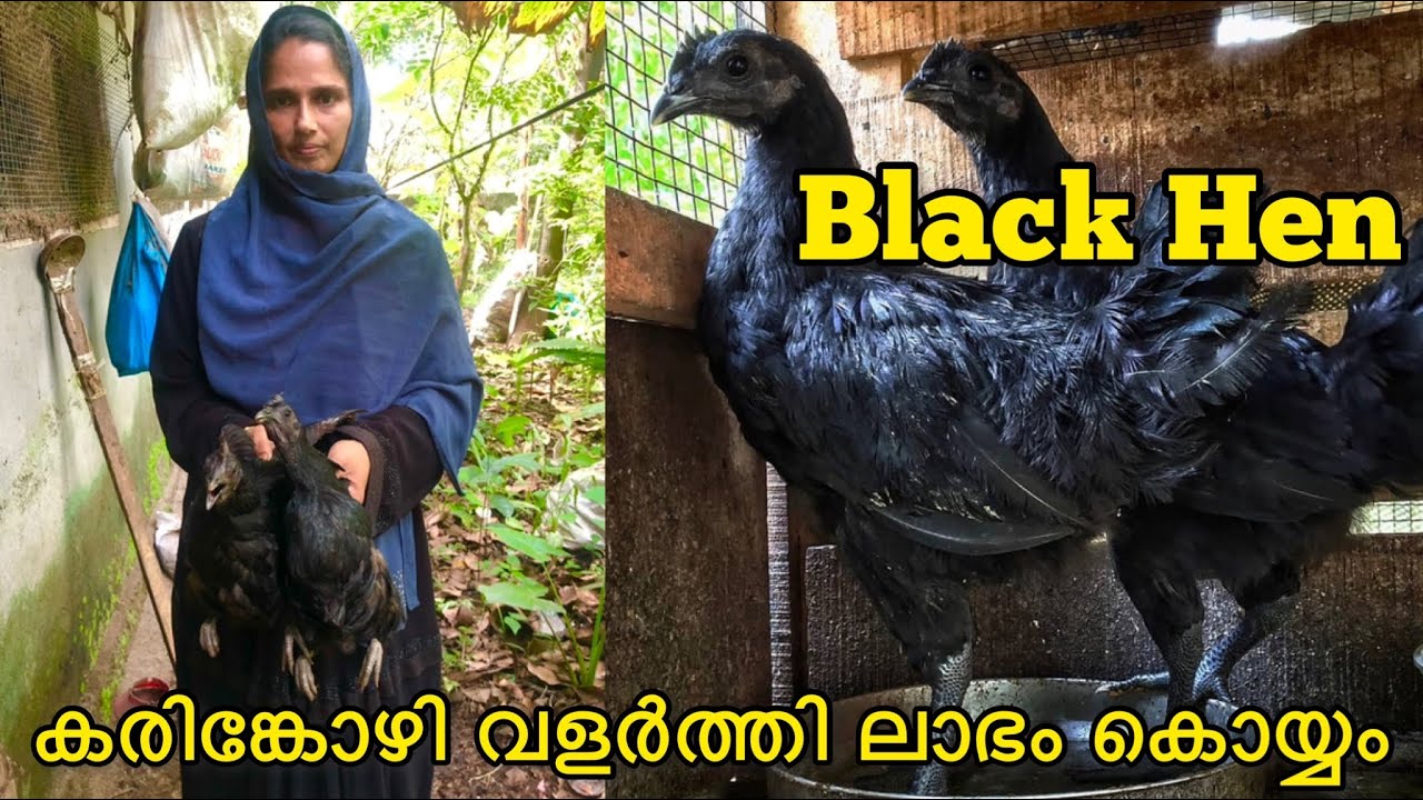 Black HenKarinkozhiKarinkozhi 1Egg 20rs1Karinkozhi 1000rsKarinkozhi