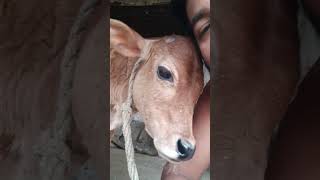 beautiful bonding man and cow #cattleworld #farmanimals #ruraladventures #cowvideos #farminglife