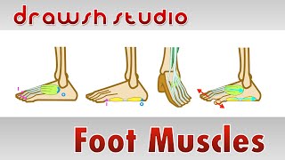 Muscles of the Foot
