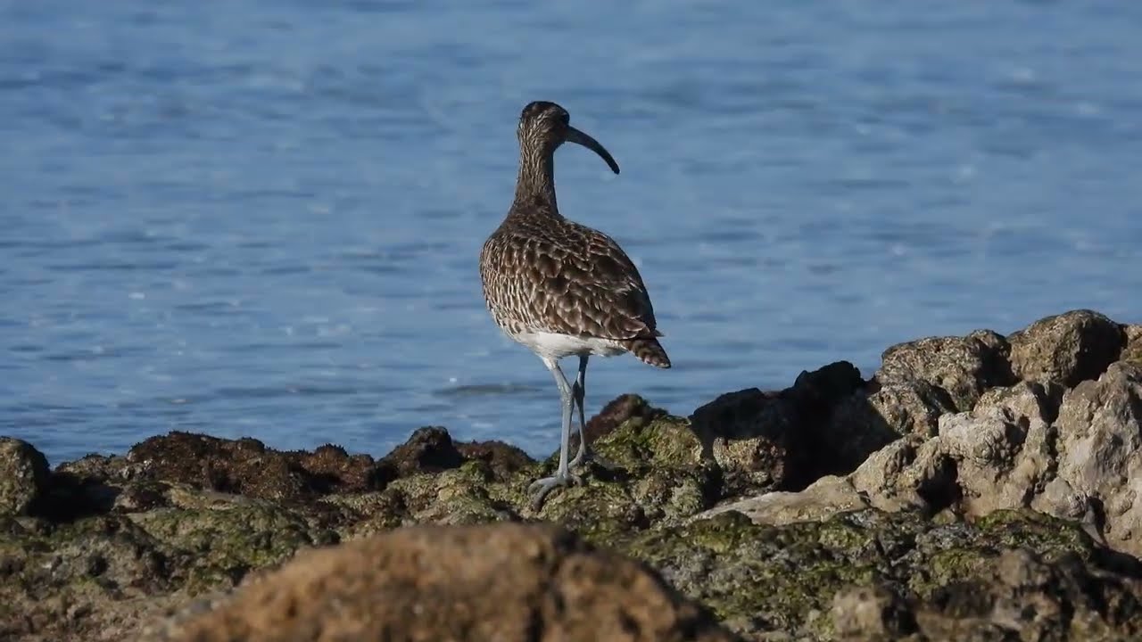 Chiurlo piccolo, Whimbrel (Numenius phaeopus)