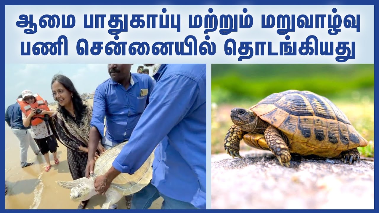 தமிழகத்தின் முதல் ஆமை பாதுகாப்பு மற்றும் மறுவாழ்வு பணி சென்னையில் தொடங்கியது | TNFOREST | TRUTLE