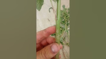 Palmer Amaranth VS Other Pigweed Species #weedscience