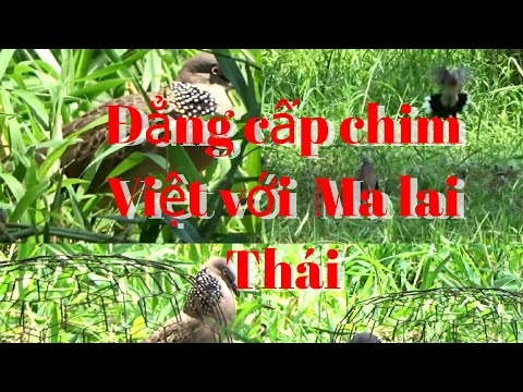 So sánh đẳng cấp chim Việt và chim Ma lai Thái So sánh đẳng cấp chim Việt và chim Ma lai Thái