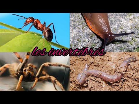 Vidéo: Les insectes ont-ils des os ?