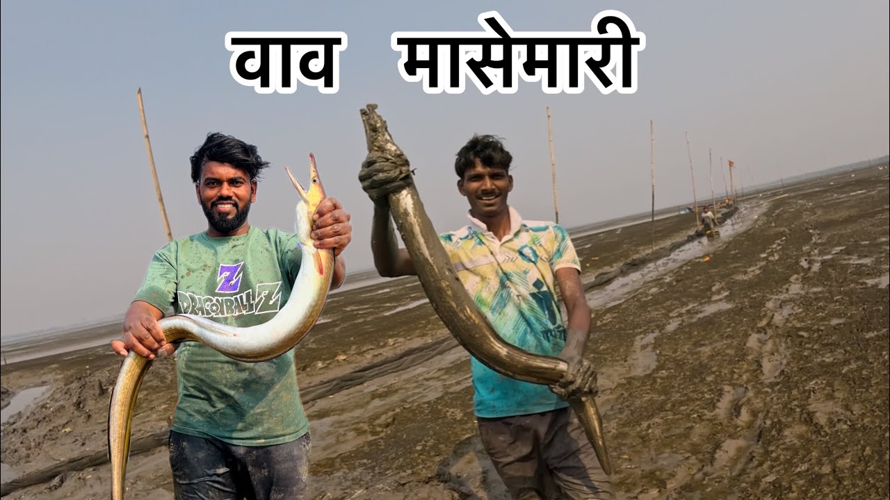 वाण्यात पडली वावी आणि कोळंबी 🦐🐟(वाव मासेमारी) mullet fish#aagrikoli #eelfish#eelfish 