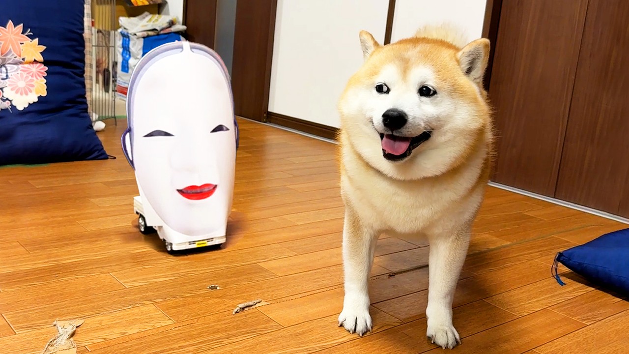 らんまるさま Shibe maintains his dignity by avoiding eye contact with the