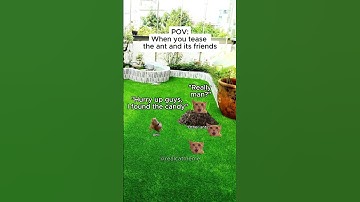 CAT MEMES 🐱 When you tease the ant and its friends #shorts #catmemes #relatable