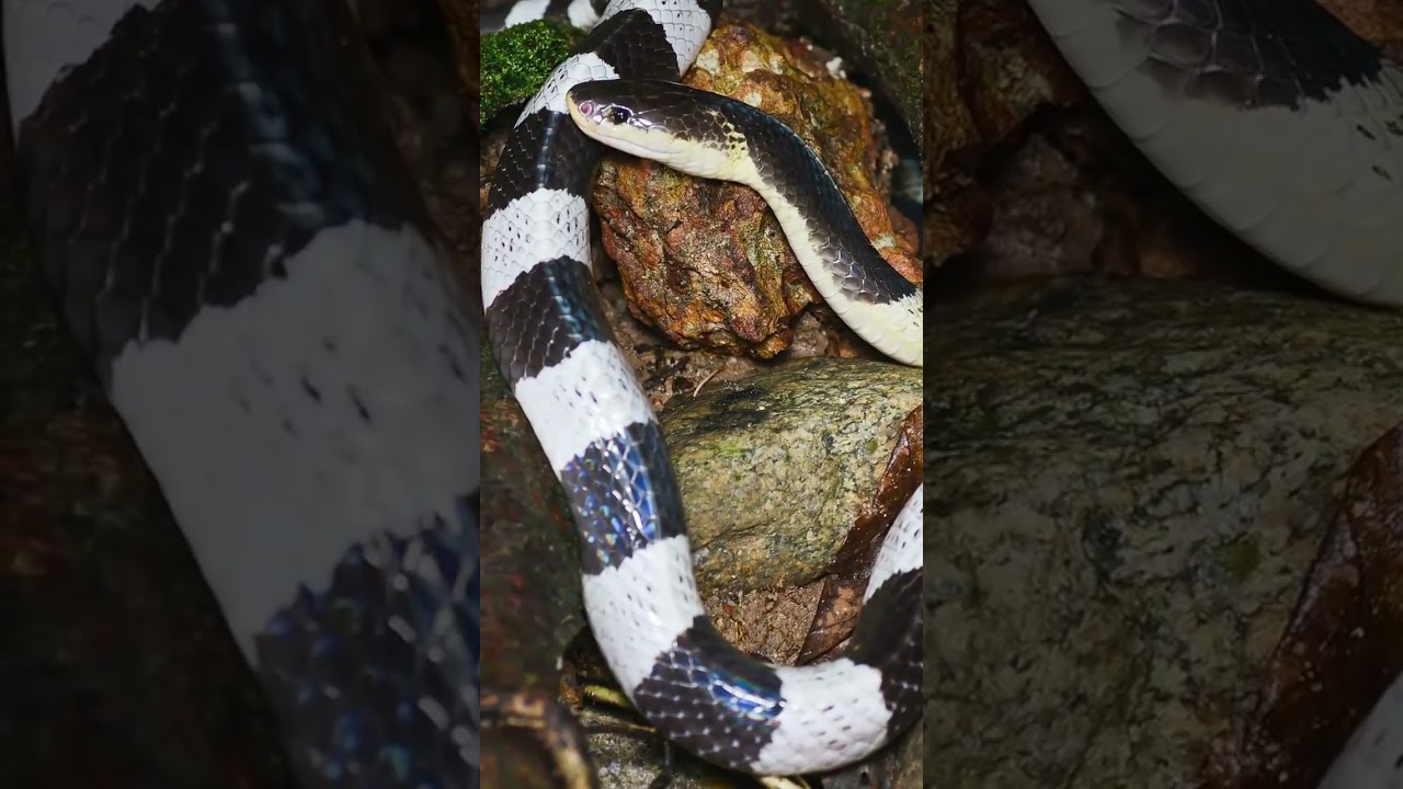 alasan gigitan ular weling berbahaya di indonesia