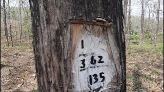 Kayu jati Perhutani Blora Jawa Tengah siap panen