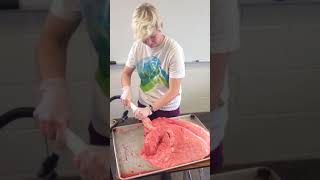 Inflation of cow lungs- High school biology