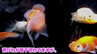 高頭丹頂 Youtube