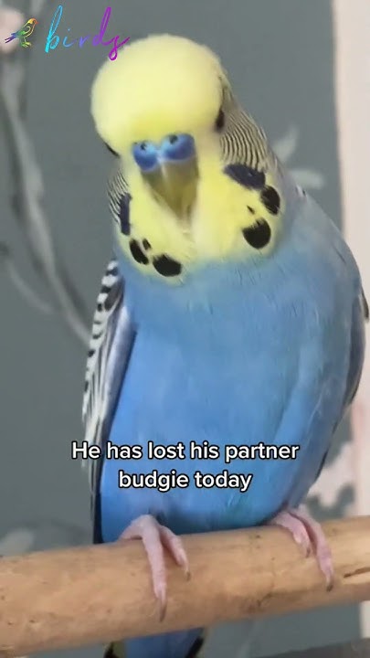 reason-why-parrot-spread-wings-youtube
