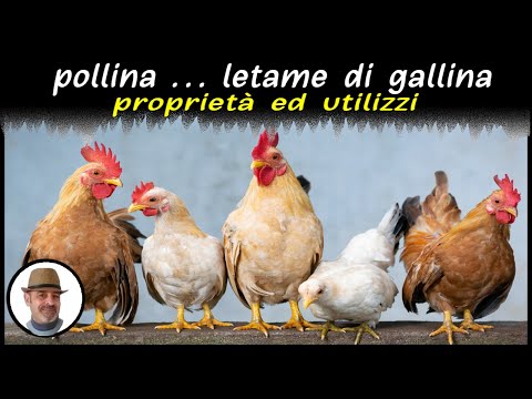 Video: Perché I Residenti Estivi Scelgono Il Letame Di Pollo