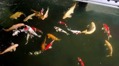 #CaKoiNhat MUA CÁ KOI NHẬT Ở ĐÂU? TRẠI CÁ KOI BÌNH DƯƠNG | HOÀNG PHÚC KOI FARM - SIÊU THỊ CÁ KOI