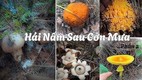 “Nấm Rừng Khổng Lồ Tràn Ngập: Từ Tùng Nhung Đến Bò Sữa Đều Là Hàng Cực Phẩm!” | Hái Nấm Sau Cơn Mưa