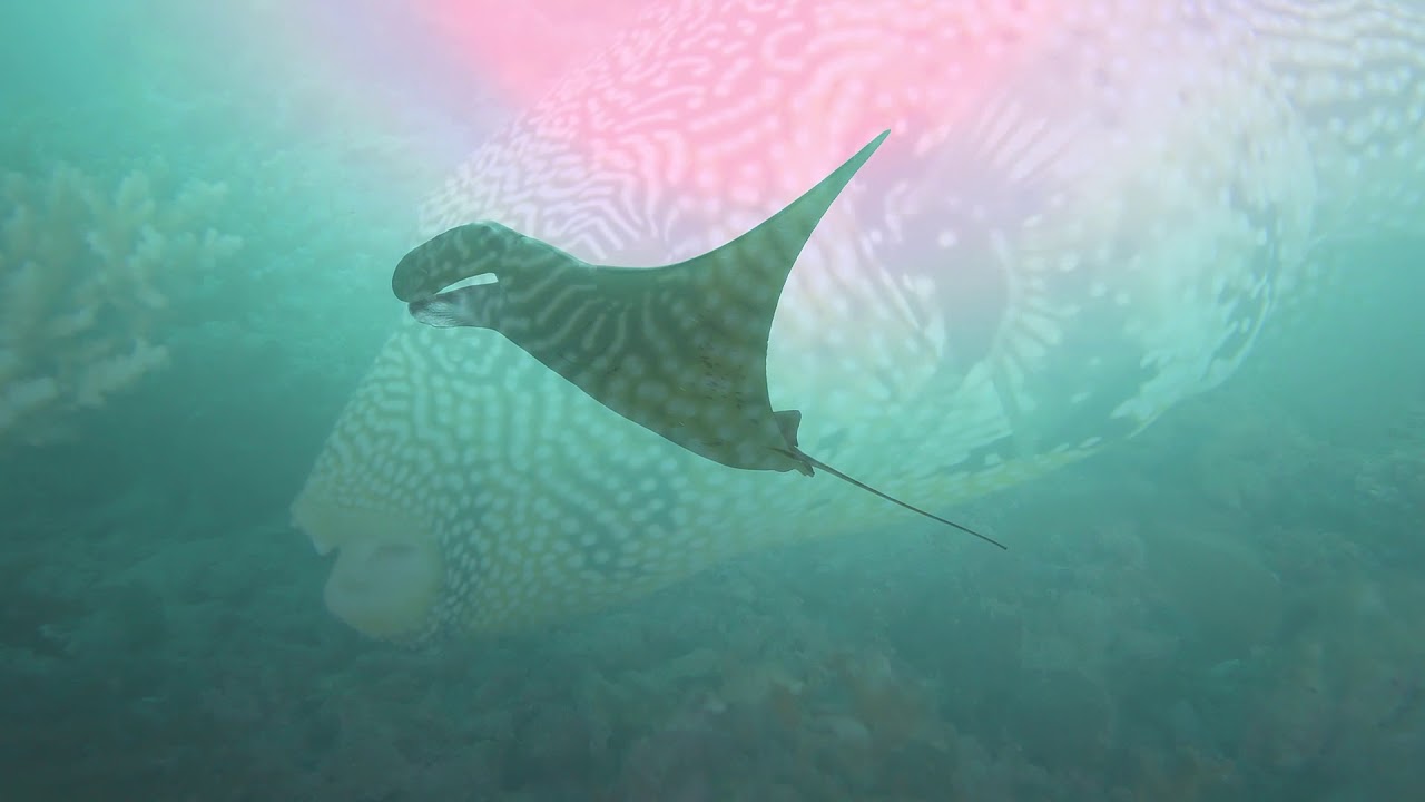 Scubaspa - Luxury Liveaboard Diving in the Maldives