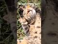 Follow If You AgreeЁЯЩГ Cat Cute Funnycats Follow If You AgreeЁЯЩГ Cat Cute Funnycats