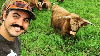 WHY I WANT TO GET ONE OF THESE... Visiting a Highland Cattle Farm