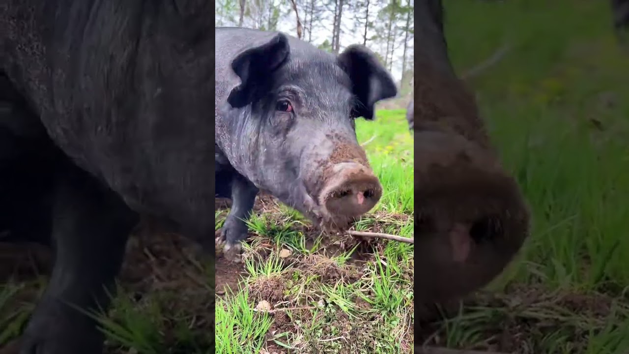 黑猪上山 散养 #养猪人加油干 #新农人计划 #农村生活