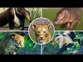 ALL BABY ANIMALS - Planet Zoo