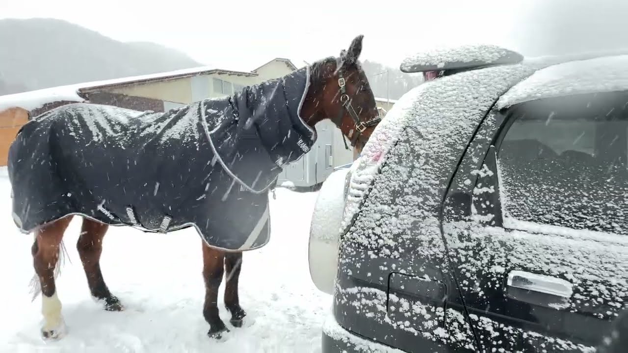 寒い、寒すぎる。。猛吹雪でも散歩にいく馬❄︎ 