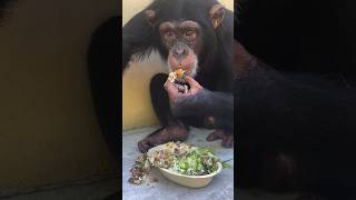 Limbani the Chimpanzee loves him some Chipotle. #fingerfood