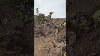 Download Lagu نبتة الصبار 🌵 ب آيت سيذار نوذرار. MP3 Download Lagu نبتة الصبار 🌵 ب آيت سيذار نوذرار. MP3