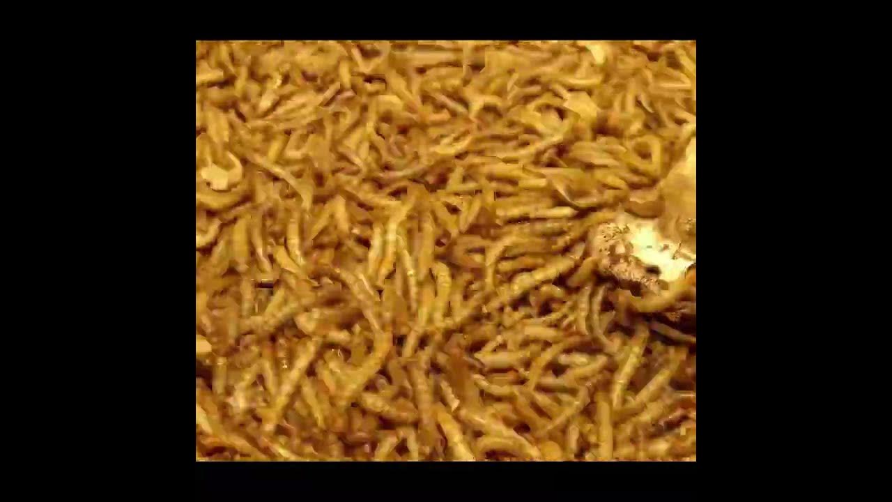 Mushroom And Mealworms maggots mealworms mealwormtimelapses YouTube