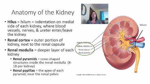 Chapter 26   lecture