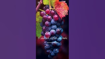 بسم الله الرحمن الرحيم القرآن الكريم سورة يوسف #سورة_يوسف#القرآن_الكريم#اكسبلور#المصحف#دويتو#الرحمن