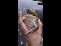 Female frogs fake death to avoid male attention
