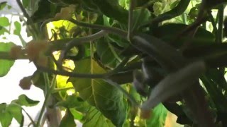 Growing Broccoli in your Tower Garden