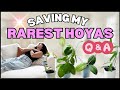 What the HOYA is HAPPENING to my RAREST Hoyas?! Q&amp;A | Houseplant Care Routine + Tips | Plant Chores
